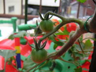 �z�[���n�C�|�j�J�@�ƒ�؉��~�j�g�}�g